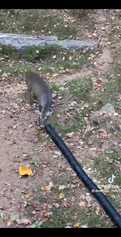 Hitting deer with apples (accidentally)