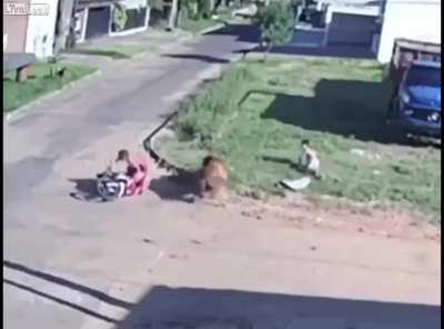 Horse and rider run over scooter and rider