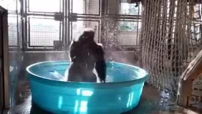 Kiddy pool and a silver back