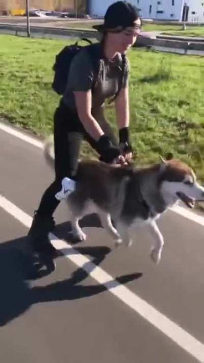 как правильно выгуливать хаски