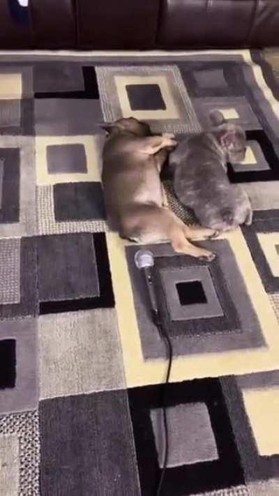 Turn On sound first I can&rsquo;t stop laughing