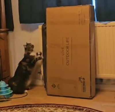 Cat Investigates a Box