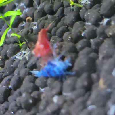 Help! What is this shrimp doing to another shrimp!