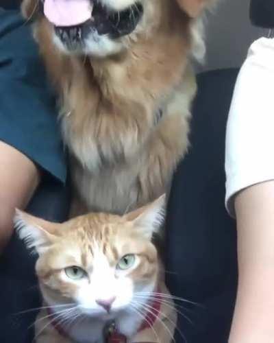 Stuck on a road trip with the dog