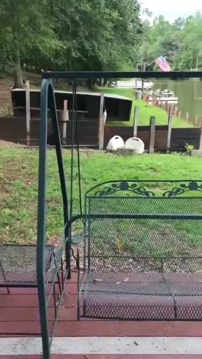 Dogs panic when the owner swings out and falls into lake, then swim out to rescue him