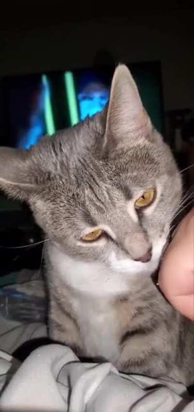 I taught my cat how to fist bump using her regular food as treats. Sorry it's a bit loud.