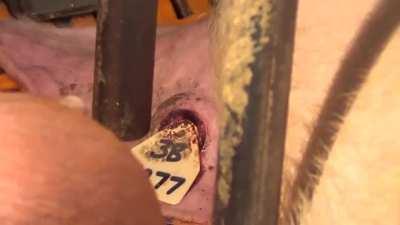 Australian farms, what the actual fuck 😱