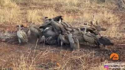 Vultures chase a Cheetah off it's kill, only for a Lappet Face to dominate them.