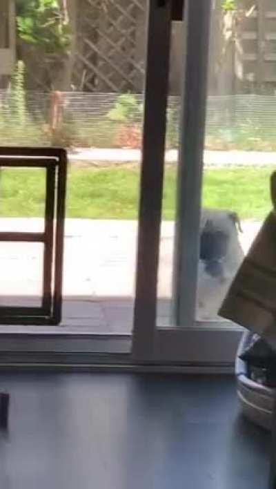 So we put treats on the floor in front of the screen door to help our dogs go through it. Well this happened....