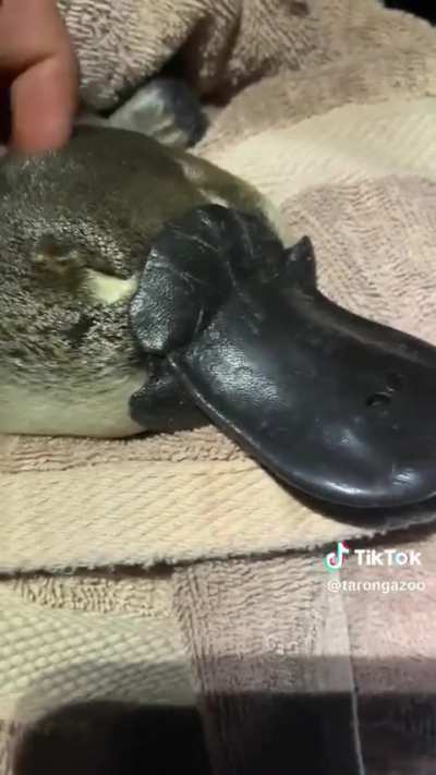 INCONSIDERATE wunkus FARDING in his SLEEP