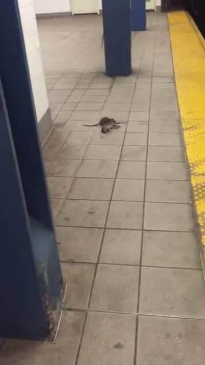 NYC subway rat dragging another rat's carcass