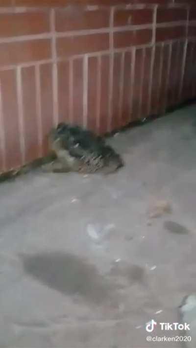 Esta pesao pal salto Humberto