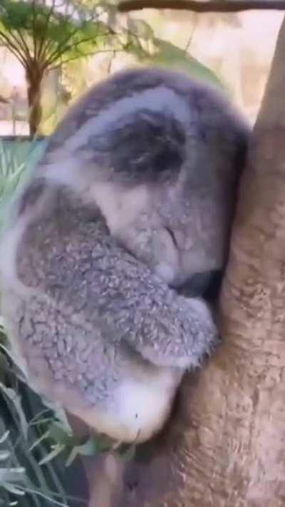 This little koala taking a nap
