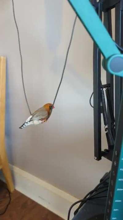 SwingBirb