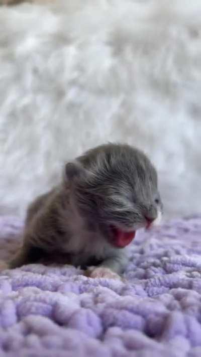 Spicy hissy lil criminal 