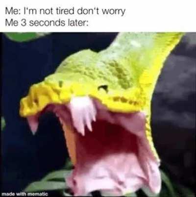 Yawning snakes are incredible