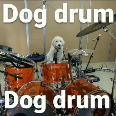 Dog drum