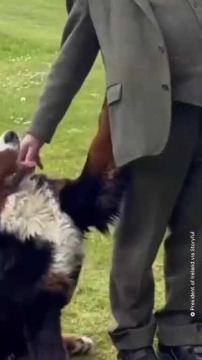 When Ireland’s President Michael D. Higgins spoke to reporters outside his residence on May 2, his pet Bernese mountain dog completely stole the show. The dog was caught on camera trying every trick in the dog book to get Higgins’ attention.