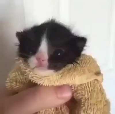 他媽的喲愚蠢的貓