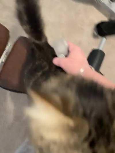 Cosmo had some gym trills! Sorry it's been so long between posts 😱