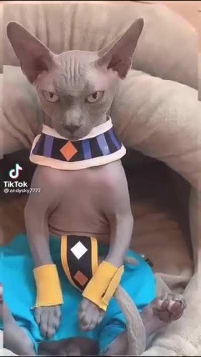 Found BEERUS in real life (cant post on ksi due to karma :( )