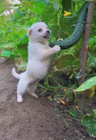 When you catch a dog stealing food