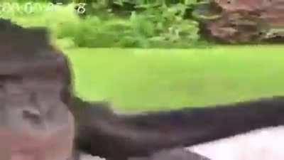 monke became society