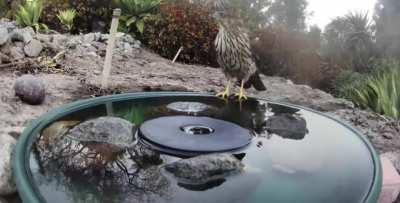 I want wild animals in my yard.