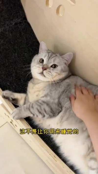 You sure this isn't nap wheel?