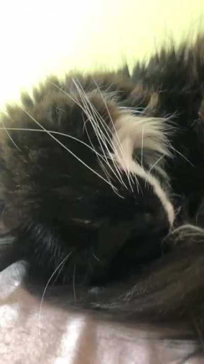 Loud nasally snorer 🥰