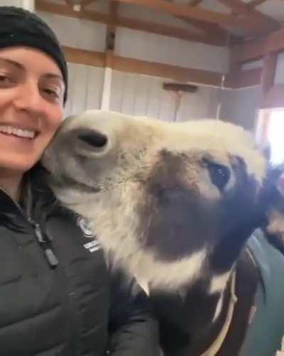A very friendly donkey