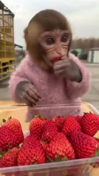 Just wanted to share monke video