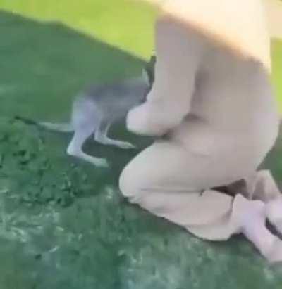 Baby Kangaroo entered their garden and was refusing to leave. So this guy dressed up as mama kangaroo and tried to put it in his Kangaroo pouch