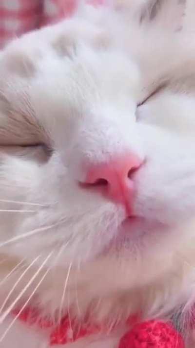 Ridiculously photogenic kitty