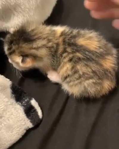 RUthleSs HumAn ZapS HarmLess KitTty tO DeatH!!!!