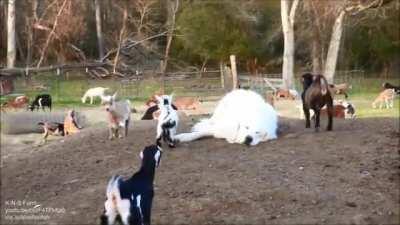 Trying to take a nap around the kids