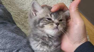 Hey human! Why am I so tired?