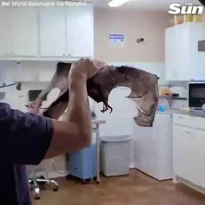 33-year-old fruit bat with arthritis goes on morning 'flights' to keep him active