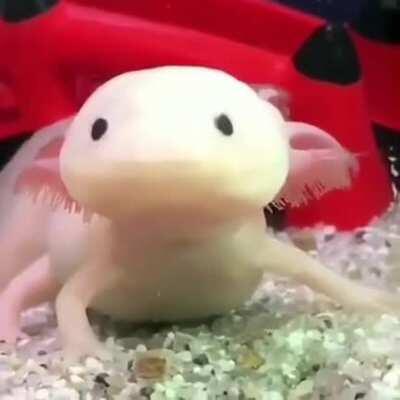 The incredible reflexes of the axolotl