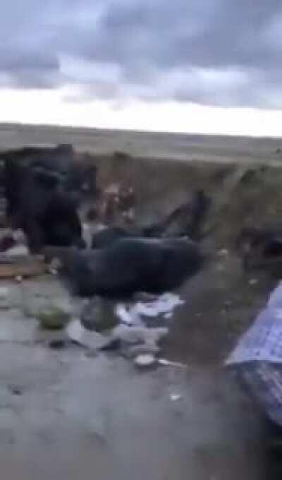 Our soldiers say they've been hungry for 2-3 days, thirsty, walking in the rain.Pashinyan why do you send them to death?