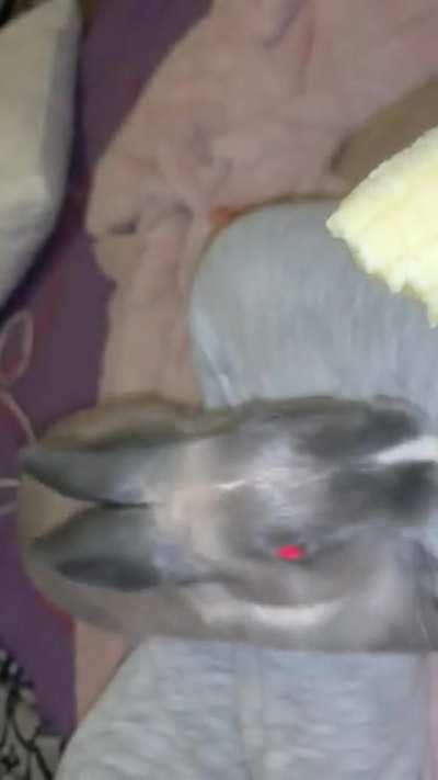 Lock your cabinets, the banana monster will find you!