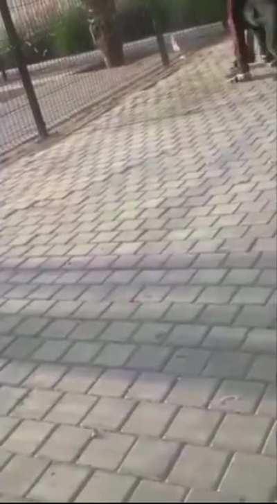 Hitting a Doberman with a branch. Got what he deserved.