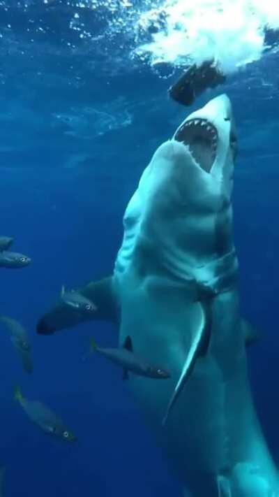 The sheer size and power of the Great White shark