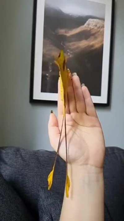 Madagascar Moon Moth