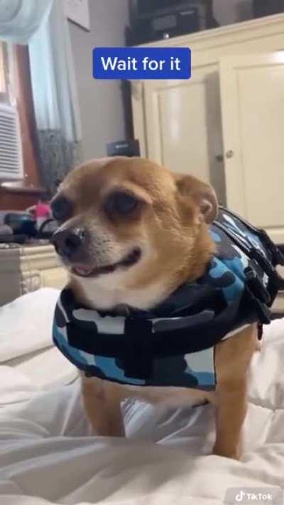 Поломали собаку изверги