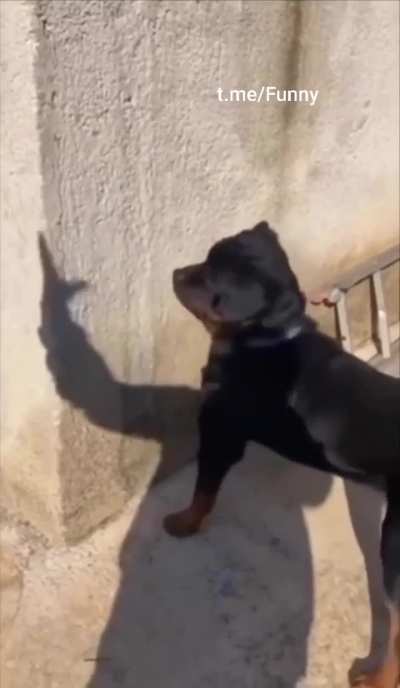 Wunkus cant defens himself against devious chicanery