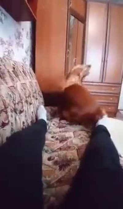 This pup is ready to relax.