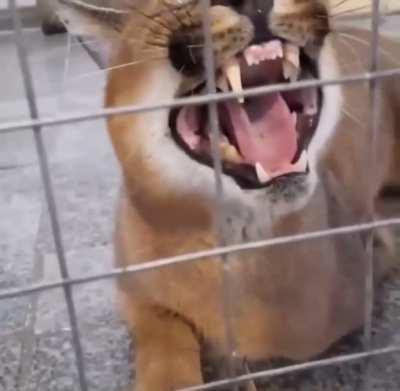 floppa angry ‼️‼️