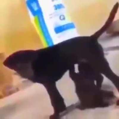 Bob Wicks suckles that which you cannot have