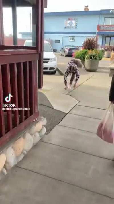 Que raça de cachorro é essa?